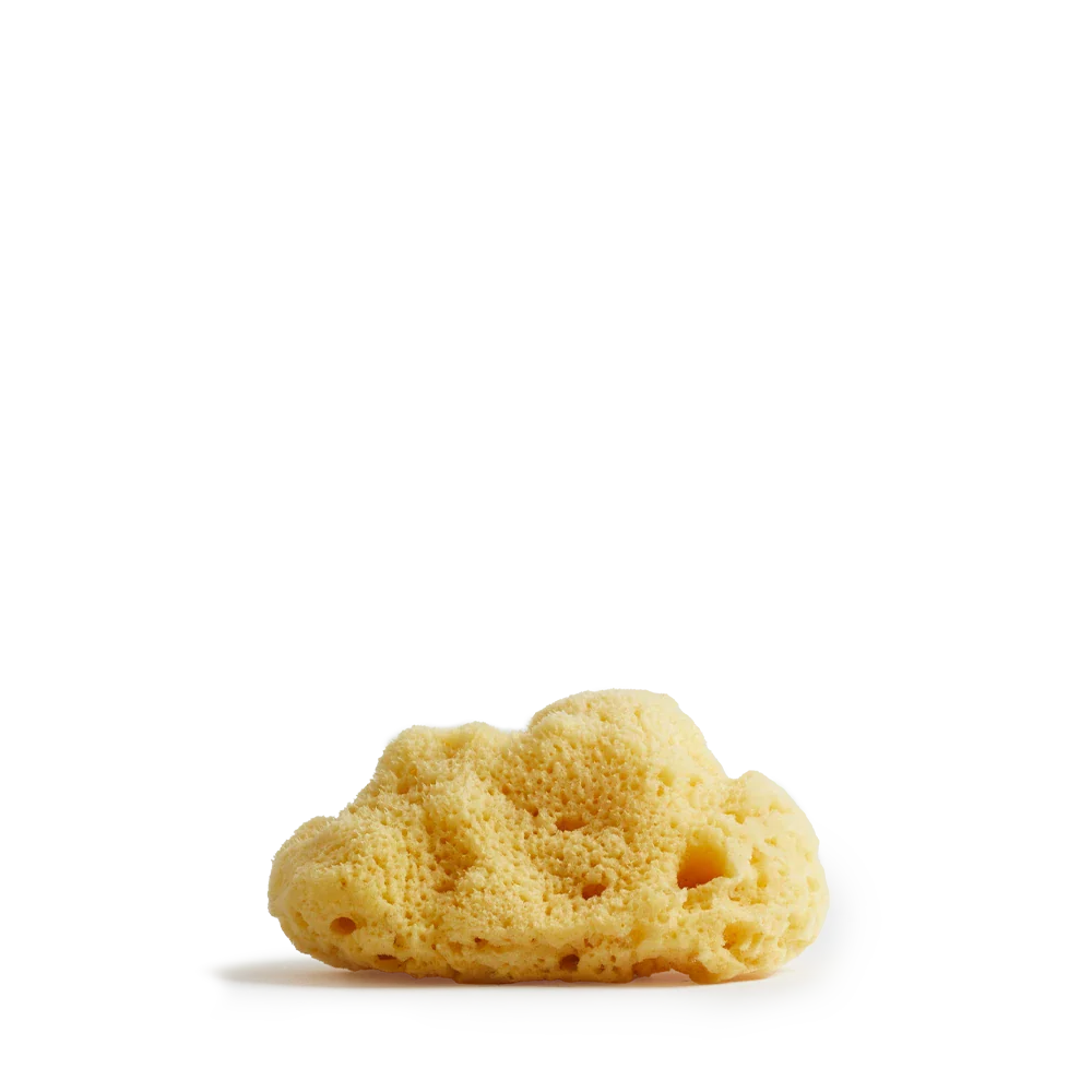 Team dr. Joseph - SEA SPONGE