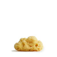 Team dr. Joseph - SEA SPONGE