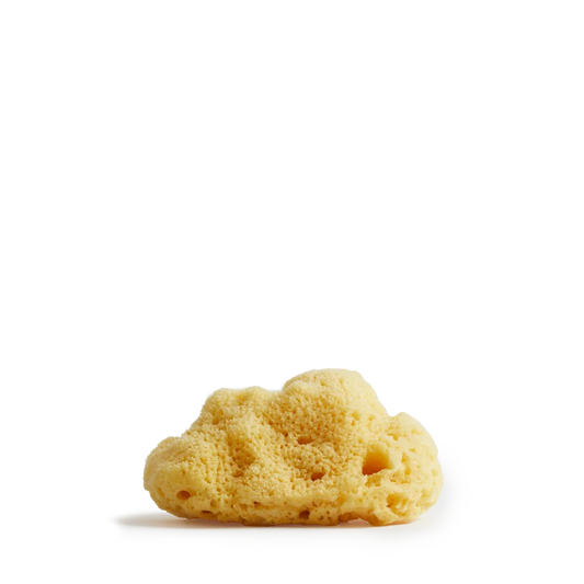 Team dr. Joseph - SEA SPONGE