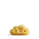 Team dr. Joseph - SEA SPONGE
