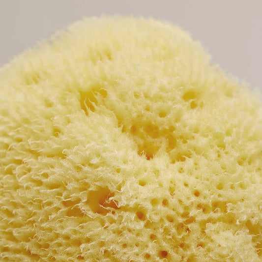 Team dr. Joseph - SEA SPONGE